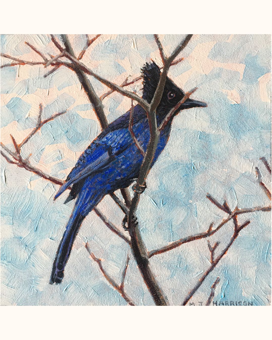"Steller’s Jay”